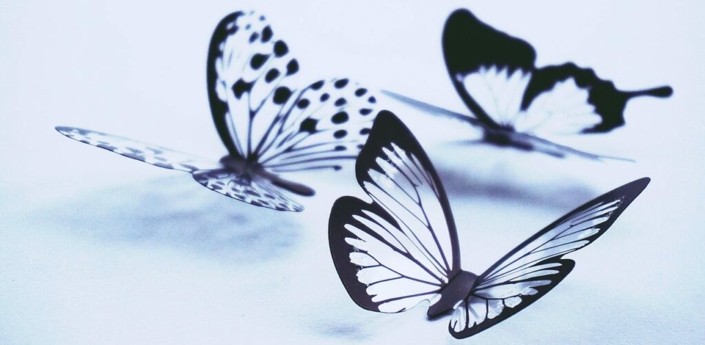 farfalle bianche