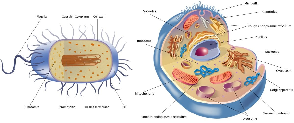 La cellula animale: programma per test medicina