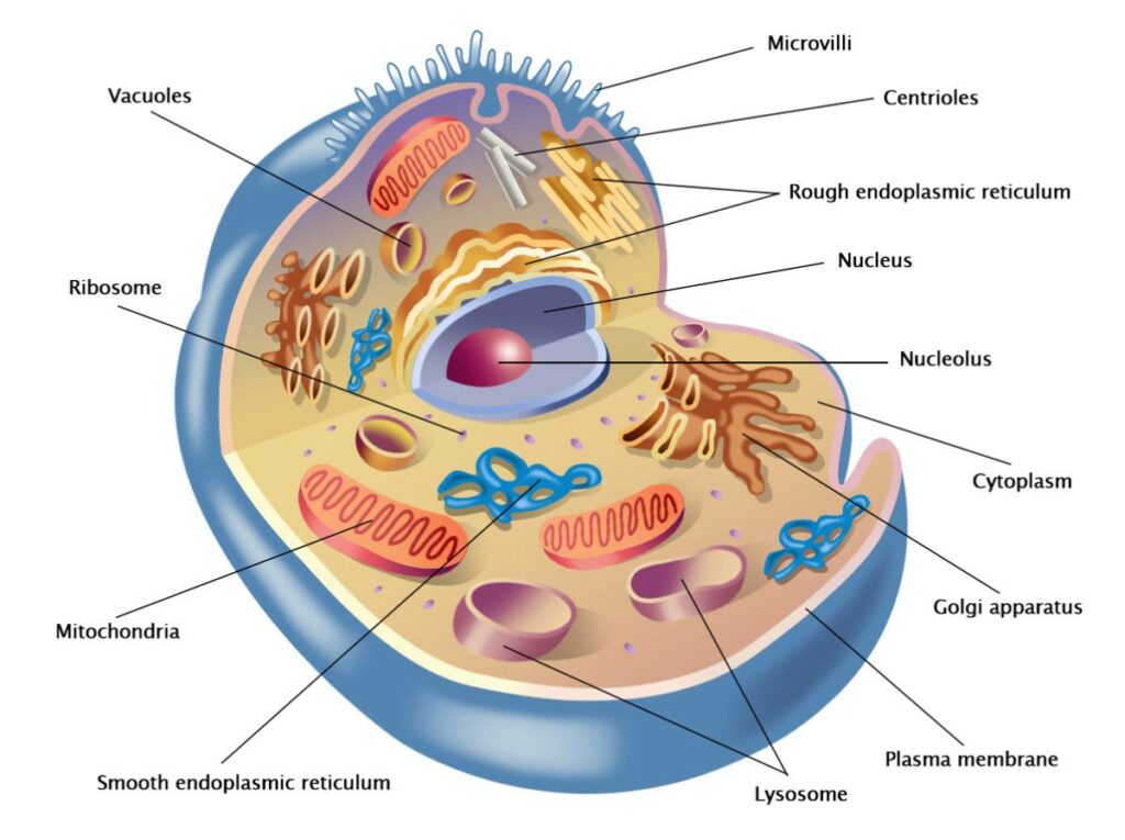 Cellula Animale Membrana Cellulare Cellula Animale Membrana Cellulare