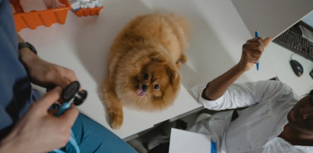 specializzazioni veterinaria