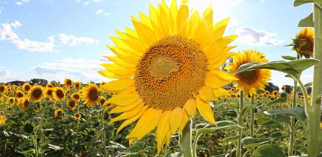 che cos’è il biodiesel