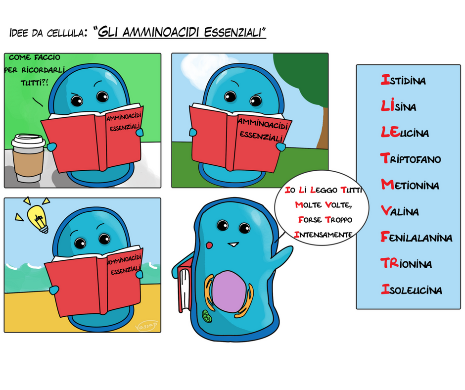 come ricordarsi gli amminoacidi essenziali.png